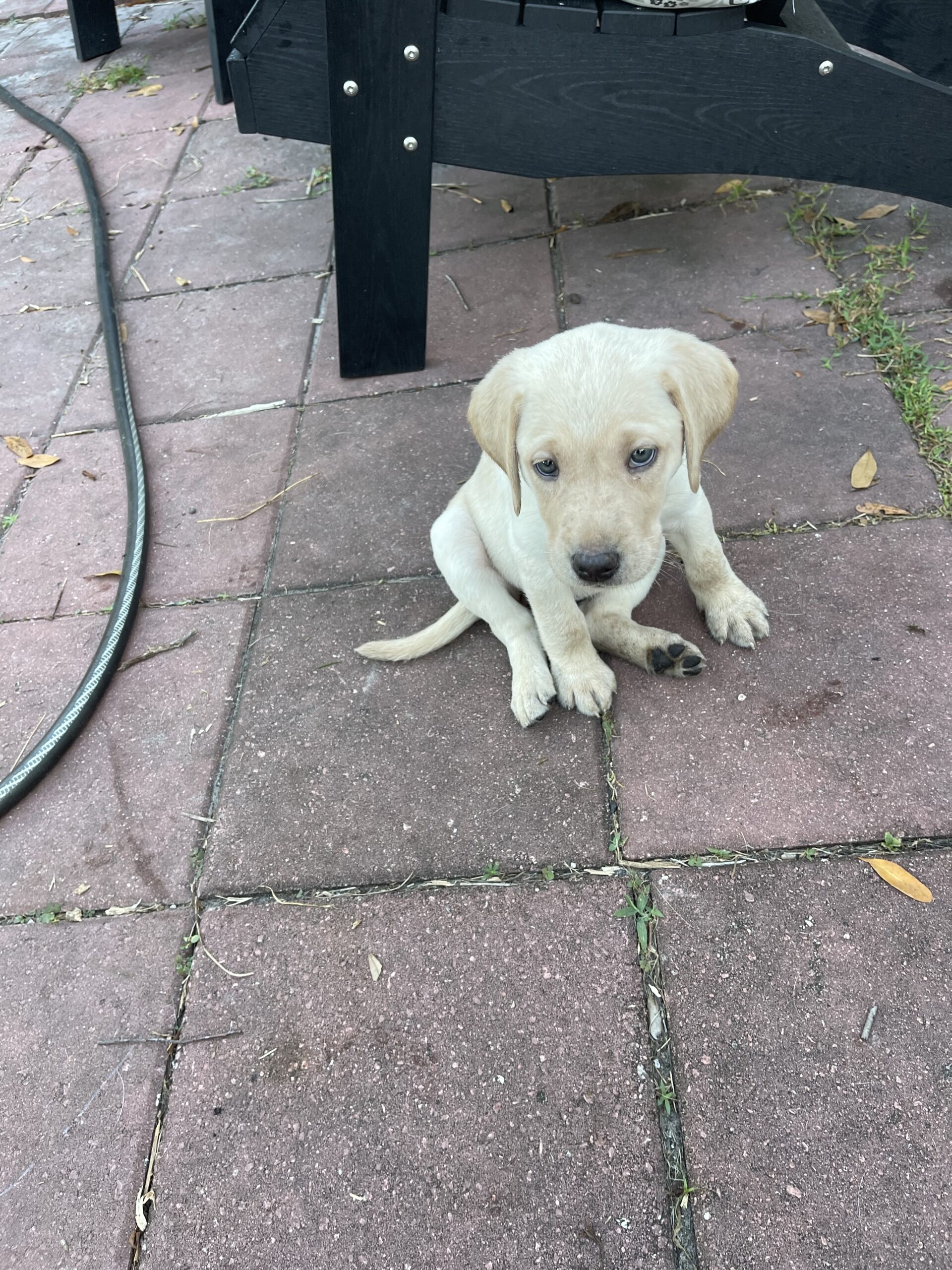 Remi, an American line Labrador puppy relaxing on a patio, Borosky Labradors