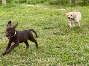 Borosky Labradors: Dunkin (Yellow Lab) and Sadie Mae (Chocolate Lab) playing chase.