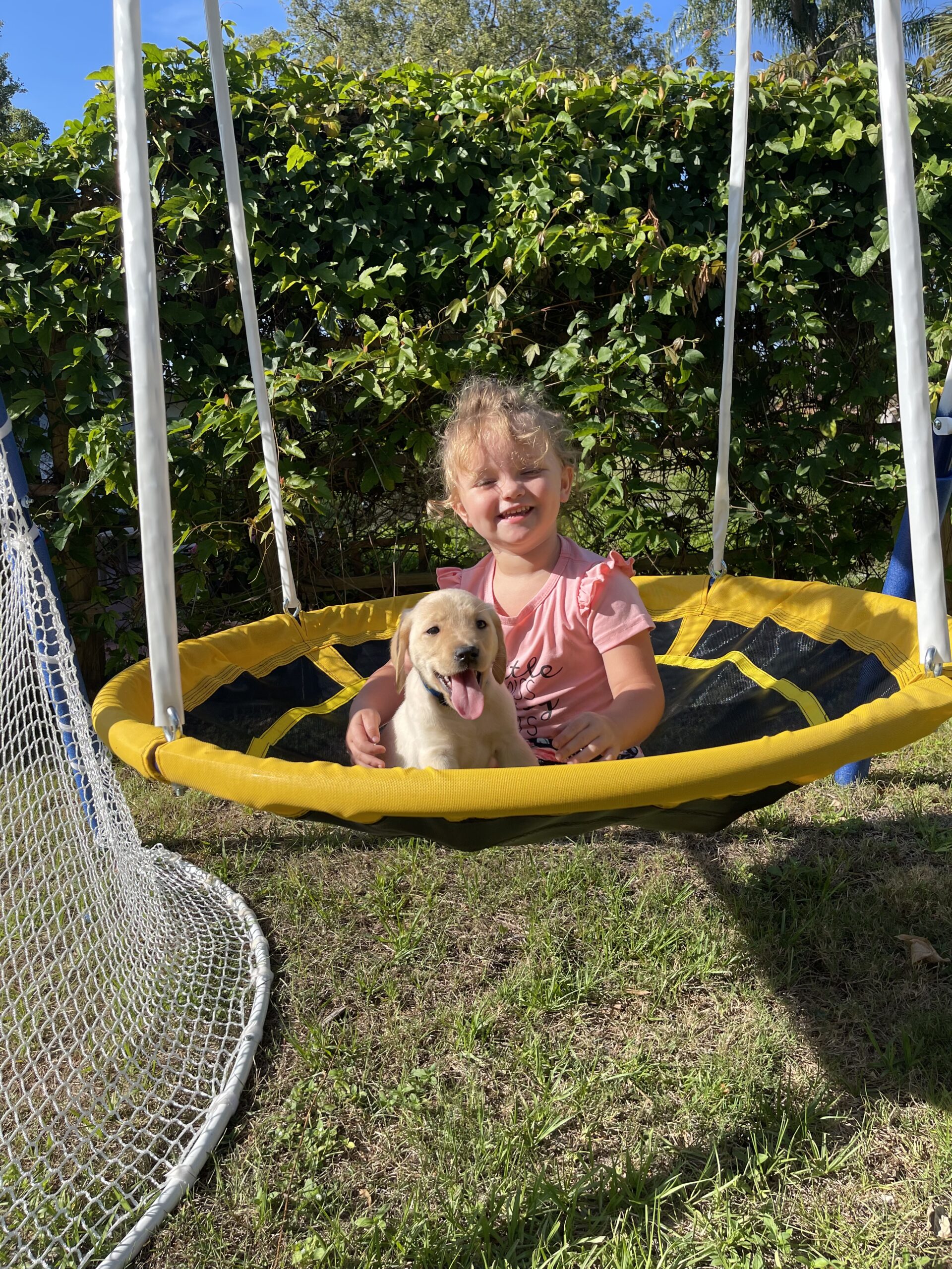 Dunkin, a Borosky Labrador, swinging with a grandchild, part of family Labrador puppy care in Sanford FL