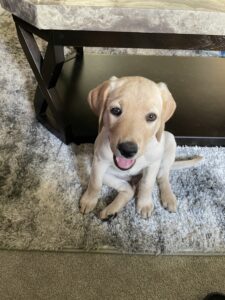 Borosky Labradors: Remy (Champagne Lab) sitting pretty!