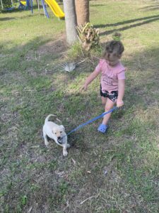 Borosky Labradors: Dunkin (Yellow Lab) walking my grand daughter!