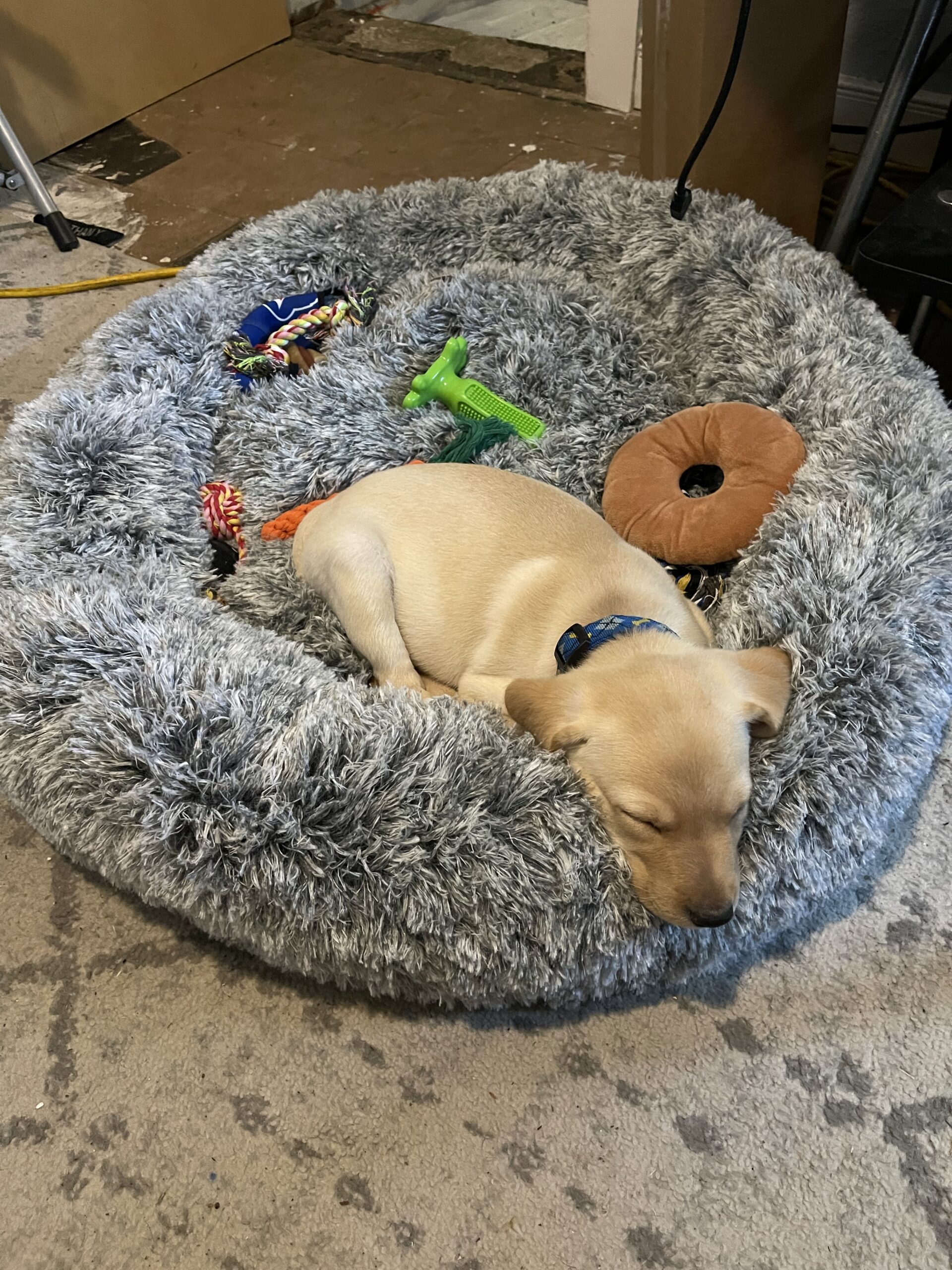 Dunkin, a Borosky Labrador, gathering a pile of toys he has collected