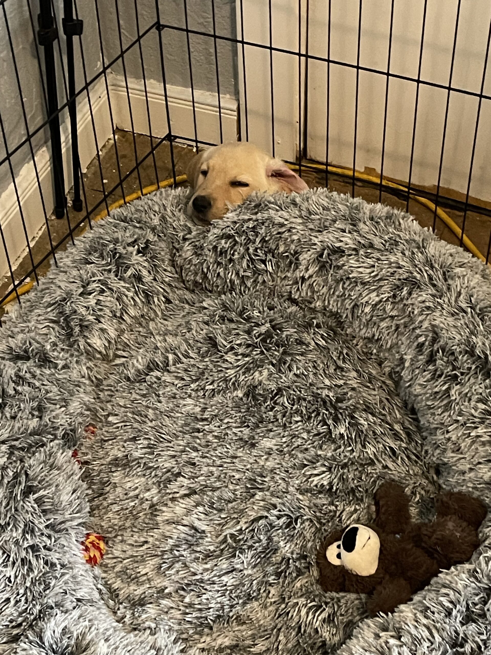 Dunkin tucked under his pet bed, Borosky Labradors