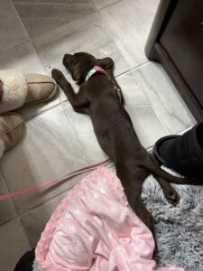 Borosky Labradors: Nap time for Sadie Mae (Chocolate Lab).