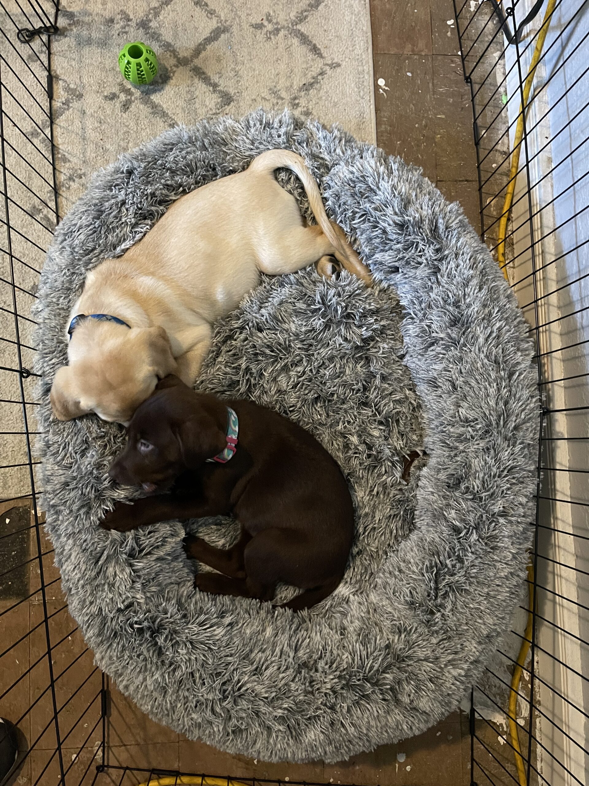 Dunkin and Sadie as puppies in a small fenced indoor pen, Borosky Labradors Sanford FL