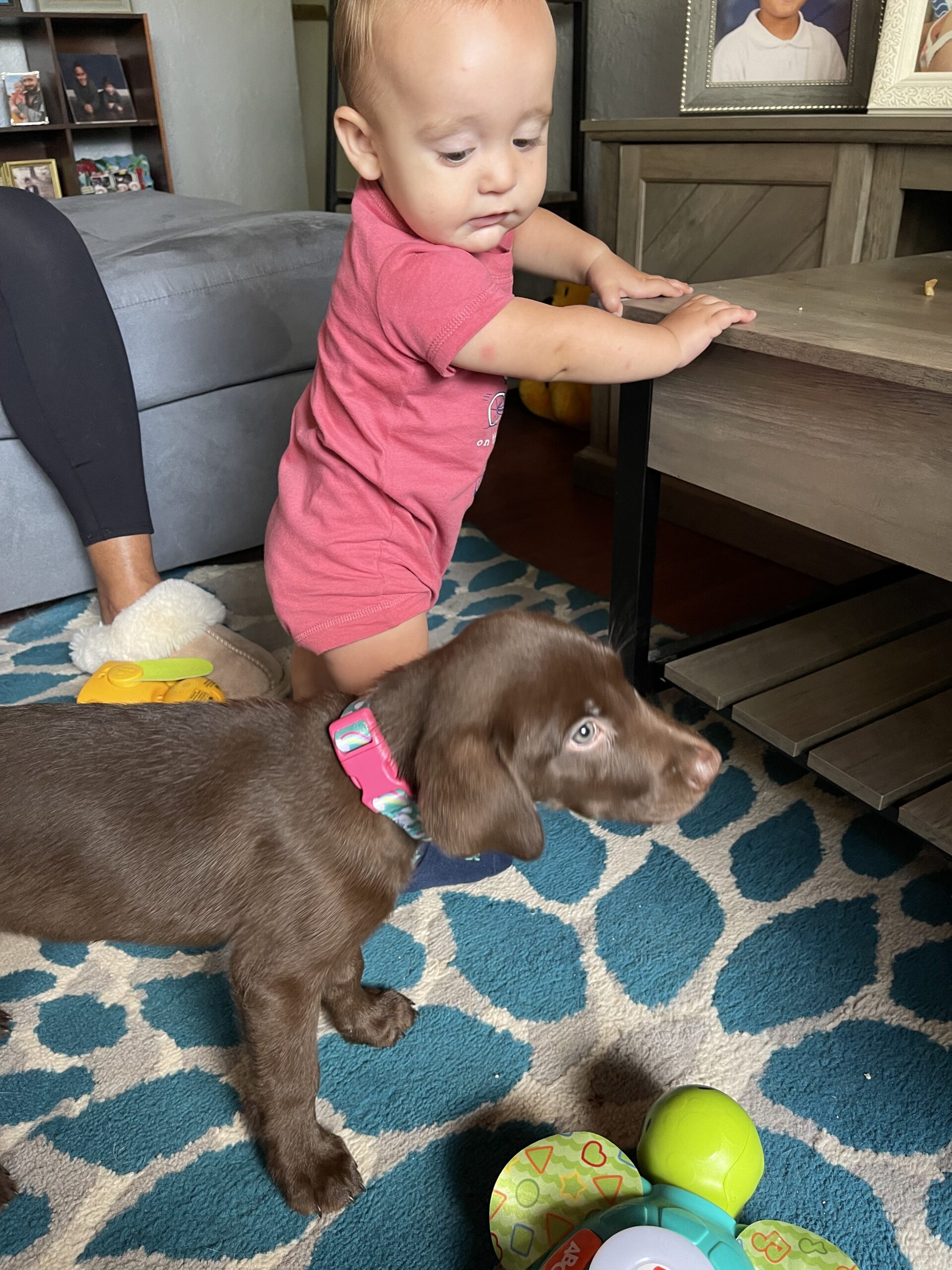 Sadie Mae, chocolate Labrador, waiting for food to fall at Borosky Labradors in Sanford FL