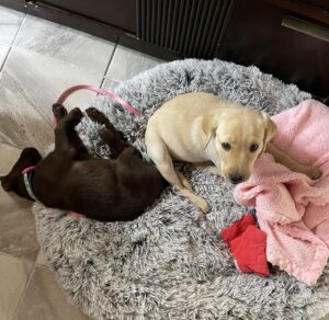 Borosky Labradors: Dunkin (Yellow Lab) is still ready to play!