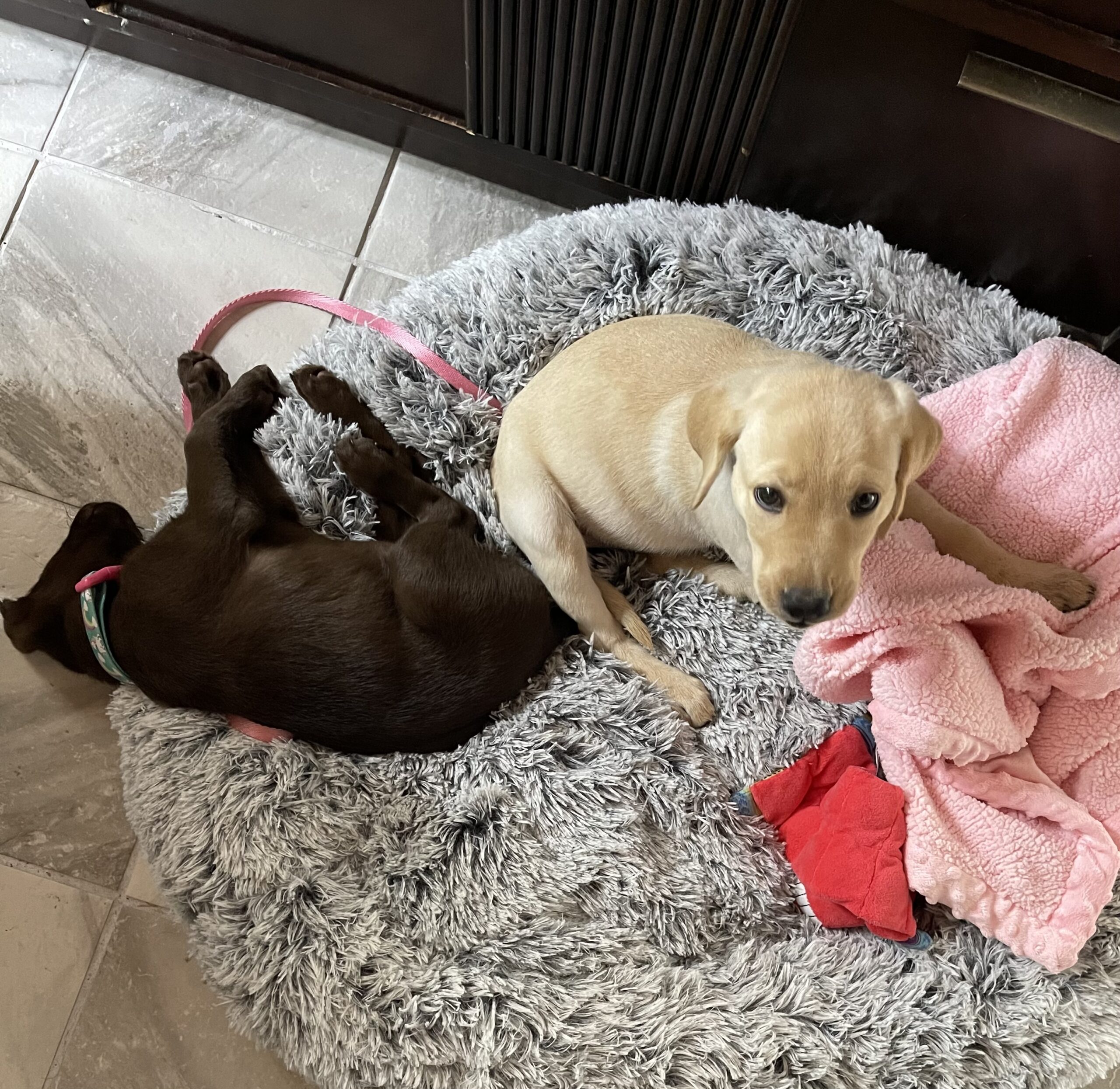 Two Labrador Retrievers resting in a dog bed, part of managing shedding at Borosky Labradors in Sanford FL