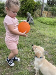 Borosky Labradors: It's a bit big... but Dunkin (Yellow Lab) is confident in his ball fetching abilities.