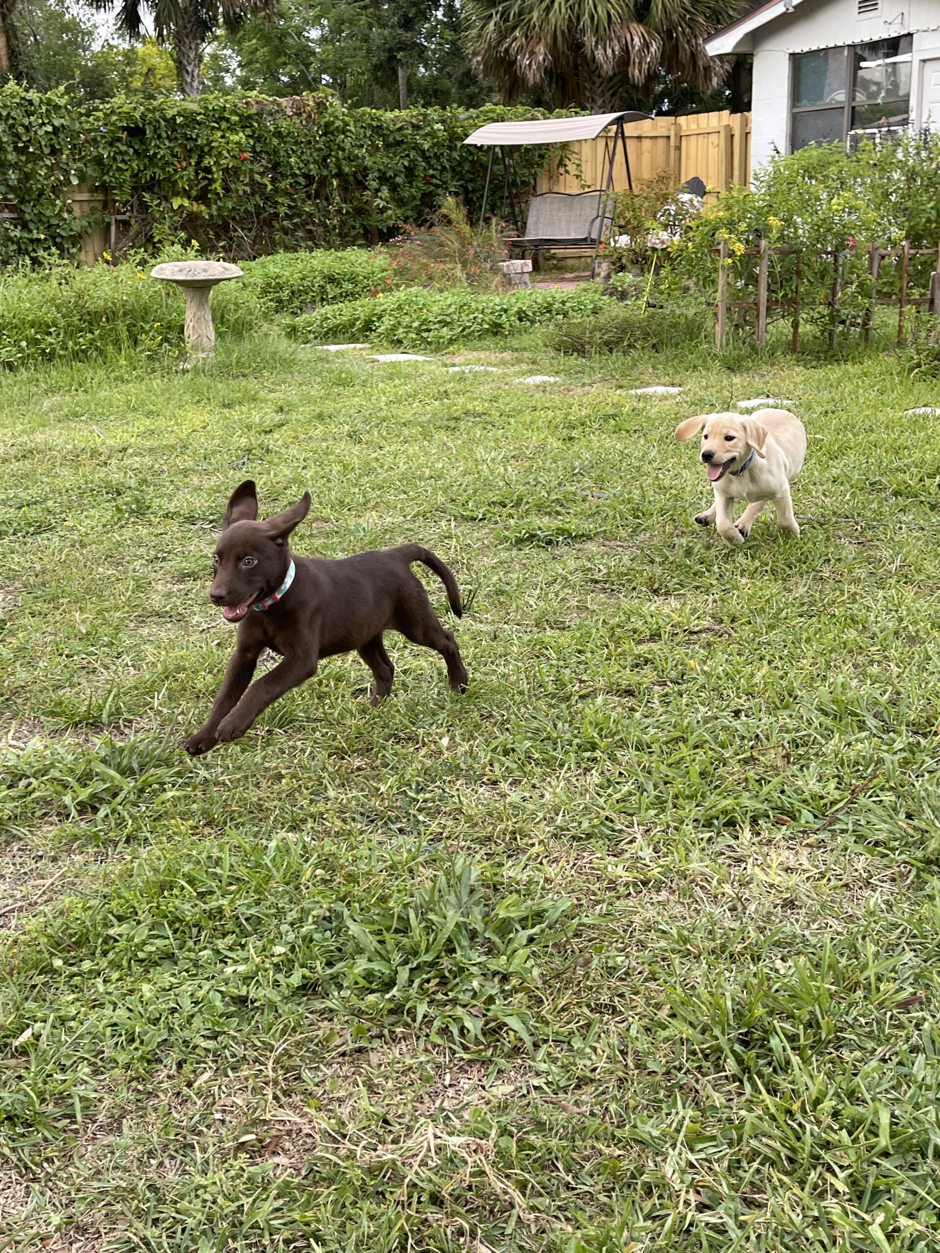 Dunkin chasing Sadie Mae, Borosky Labradors, the kind of energetic Lab available to Tampa FL families
