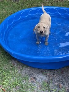 Dunkin (Yellow Labrador Retriever) Enjoying His Swim!