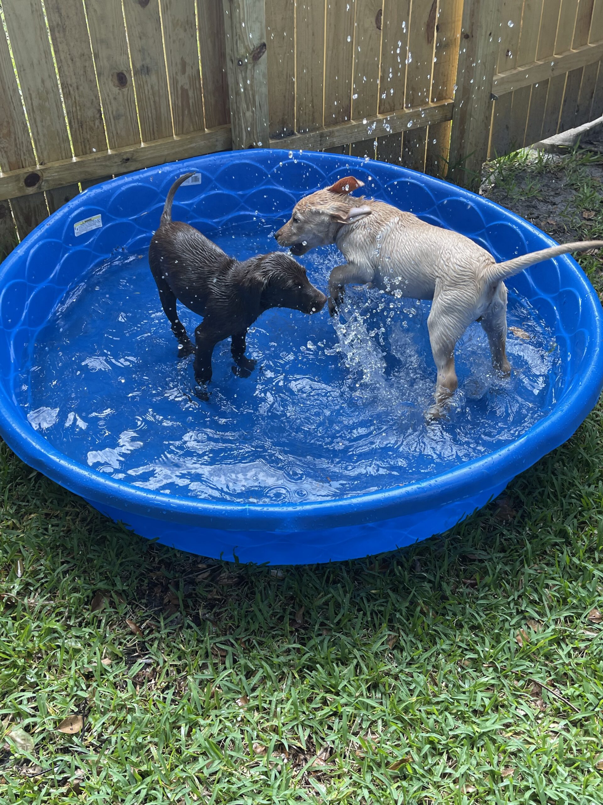 Sadie and Dunkin, Borosky Labradors, cooling off in a small pool in Sanford FL