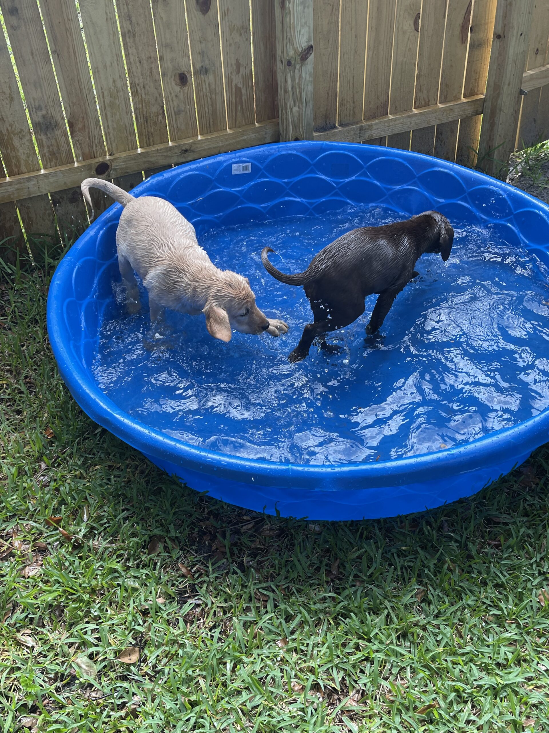 Dunkin and Sadie playing in a small pool at Borosky Labradors in Sanford FL