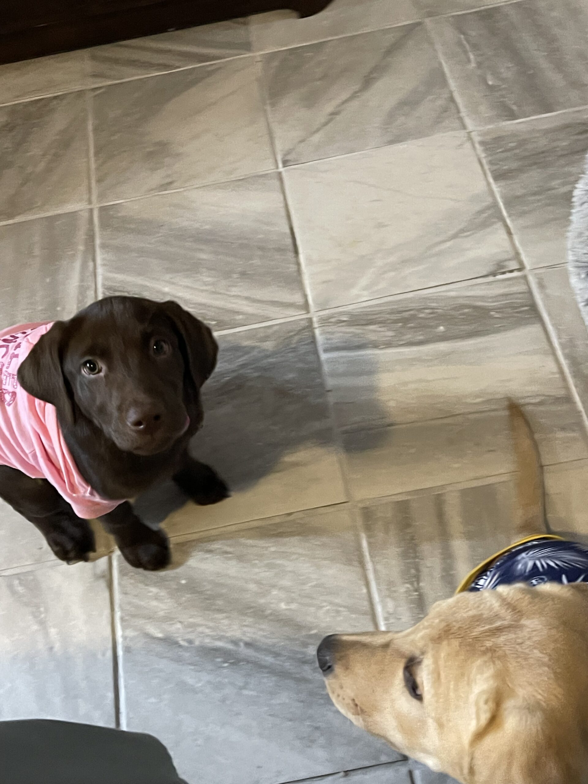 Sadie Mae as a puppy, dressed up, at Borosky Labradors