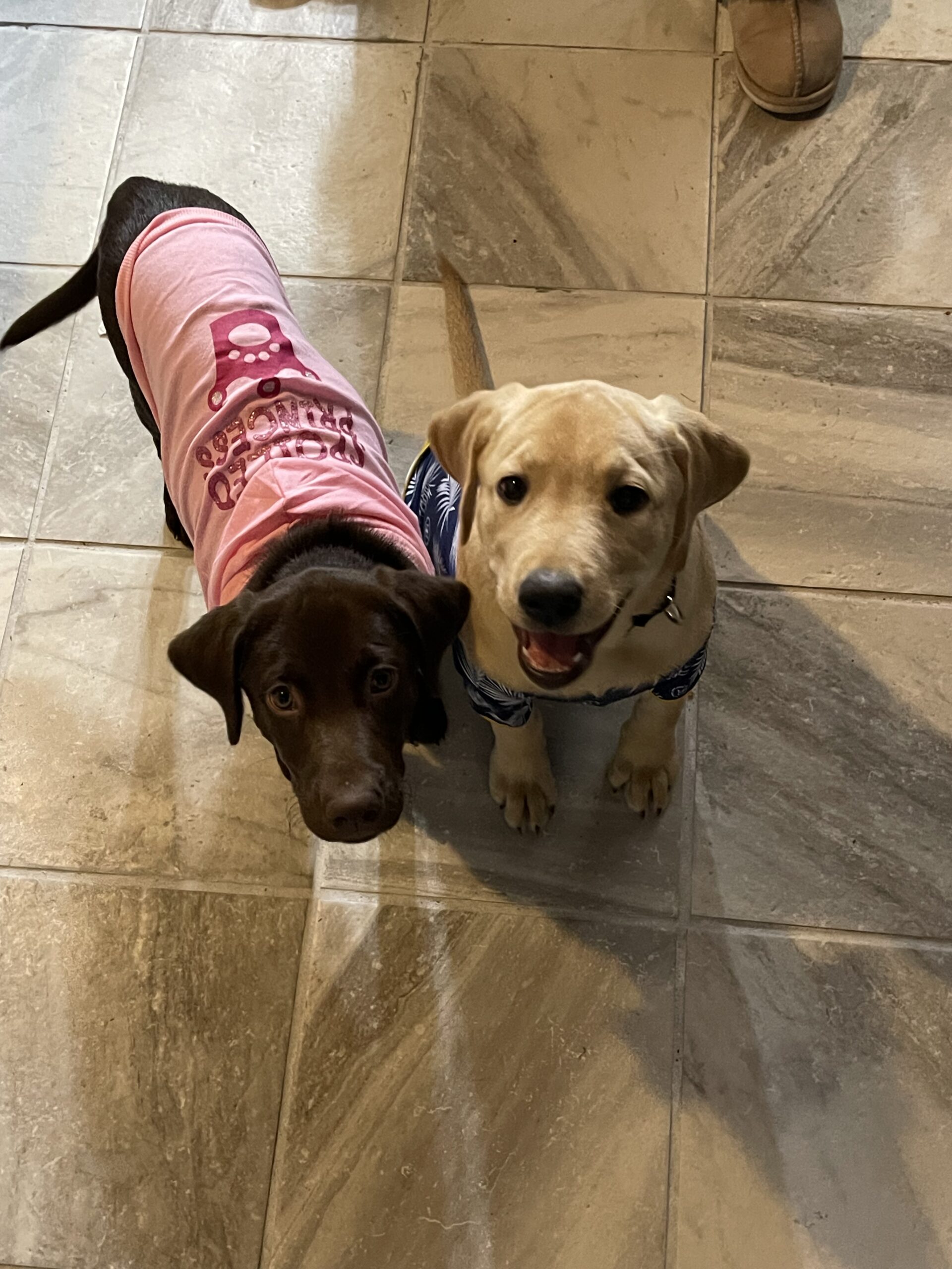 Dunkin the yellow Labrador as a younger dog at Borosky Labradors