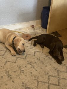Borosky Labradors: Dunkin (Yellow lab) and Sadie Mae (Chocolate Lab) dining together.