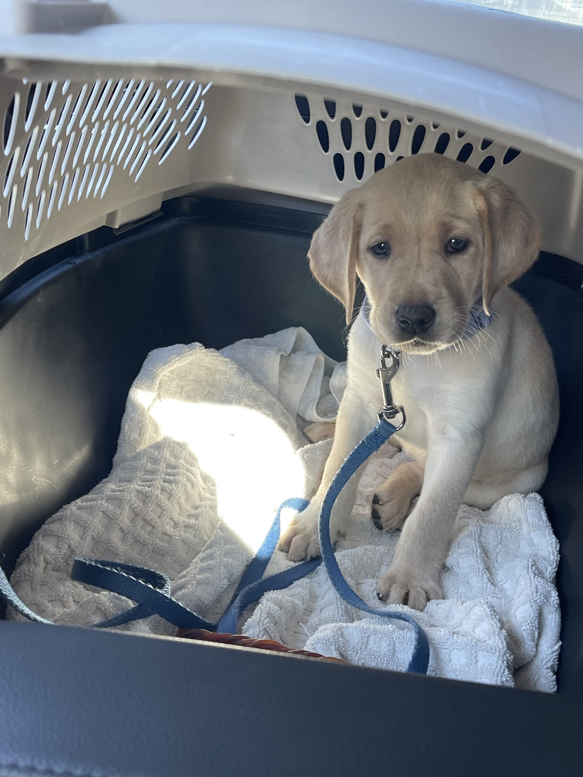 Remi, a Borosky Labrador, resting in a travel crate, the safe way of traveling with Labradors by car