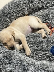 Borosky Labradors: Remy - Champagne (Yellow) Lab taking a nap.
