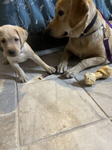 Borosky Labradors: Dunkin and Remy politely positioning to get the bone.