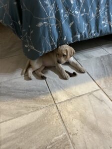 Borosky Labradors: Remy (Champagne Lab) when she could fit under the bed!