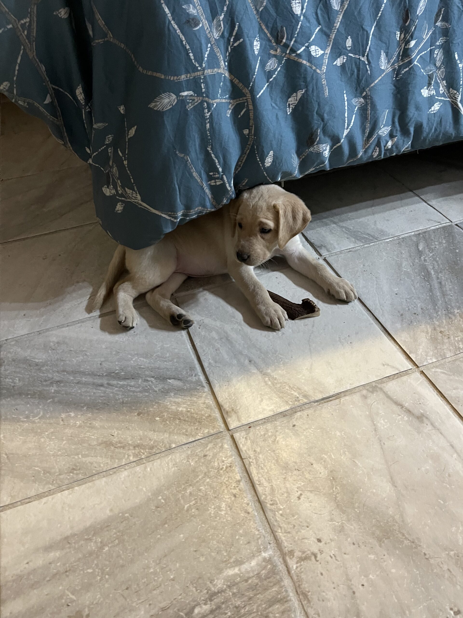 Remi as a puppy trying to hide under the bed