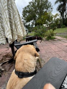 Dunkin (Yellow Lab) Standing Guard Duty