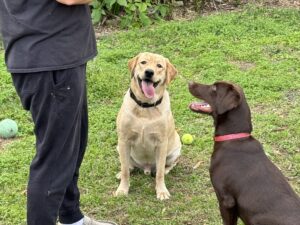 Borosky Labradors: Dunkin (Yellow Lab) and Sadie Mae (Chocolate Lab) Sitting on Command.
