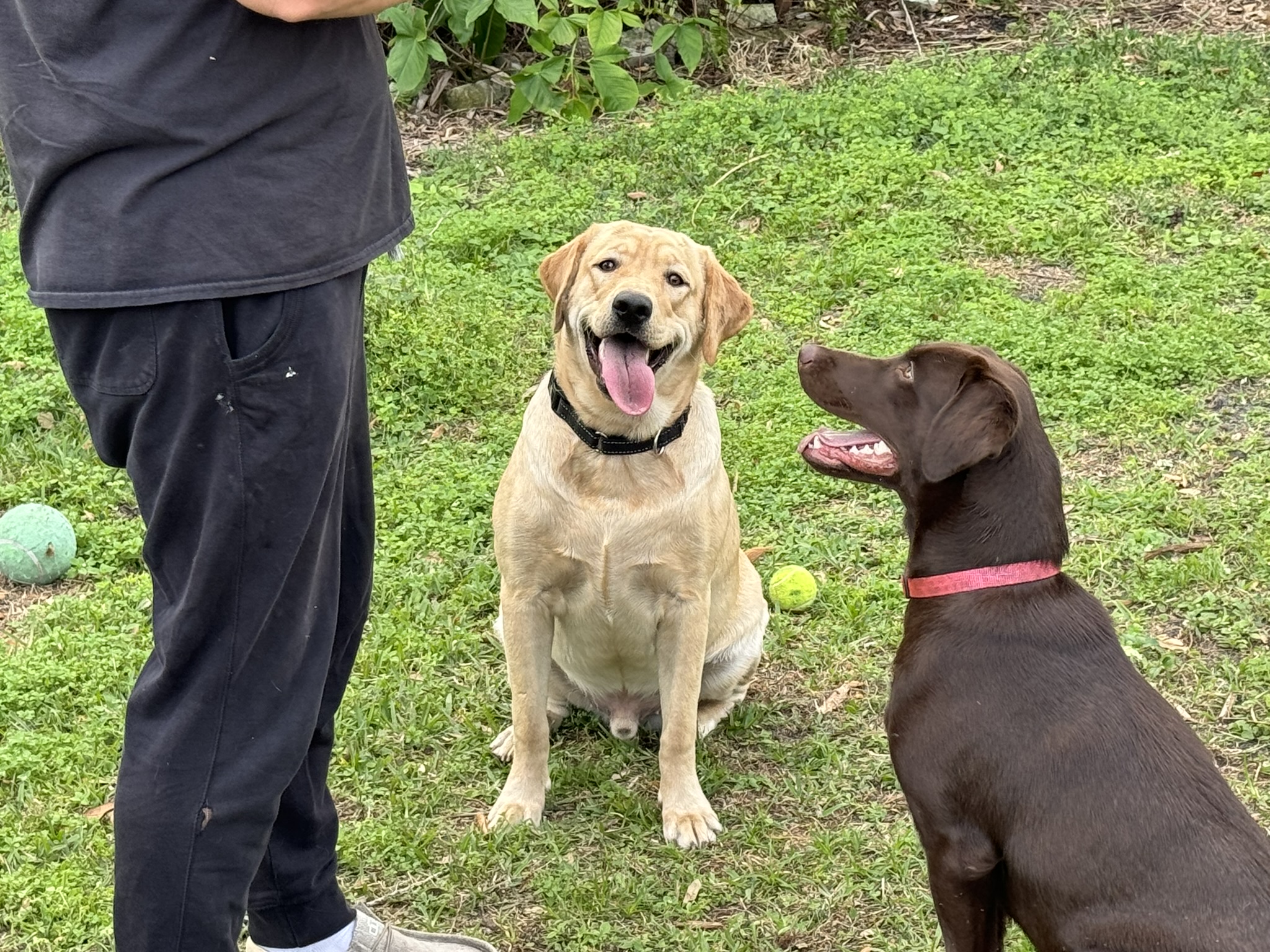 Dunking and Sadie Sitting on Command Borosky Labradors: Dunkin (Yellow Lab) and Sadie Mae (Chocolate Lab) Sitting on Command.