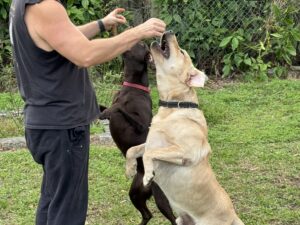 Borosky Labradors: Sadie Mae (Chocolate Lab) and Dunkin (Yelloe Lab) Up on Command.
