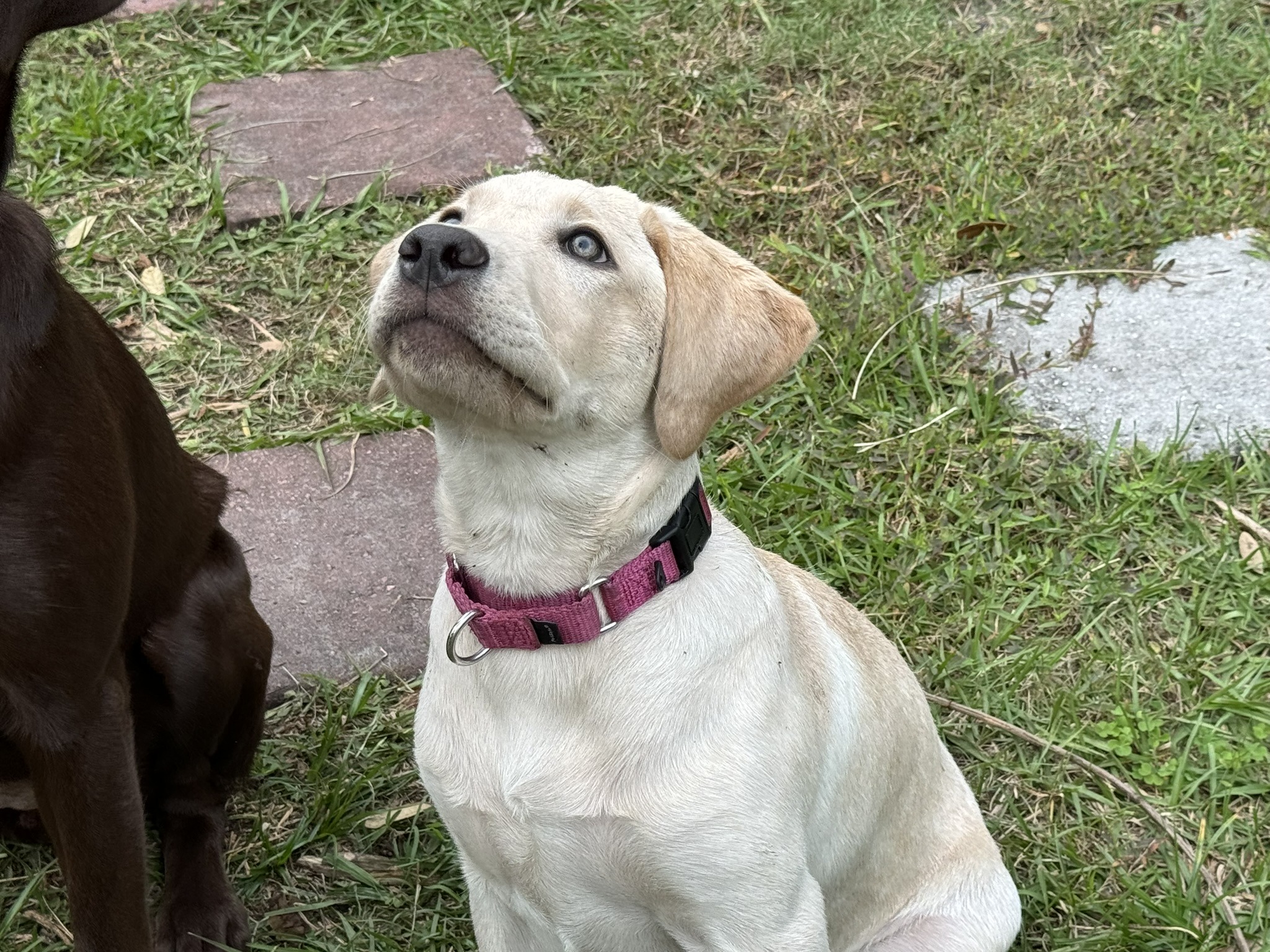Remi, champagne American Labrador, waiting for her food at Borosky Labradors in Sanford FL