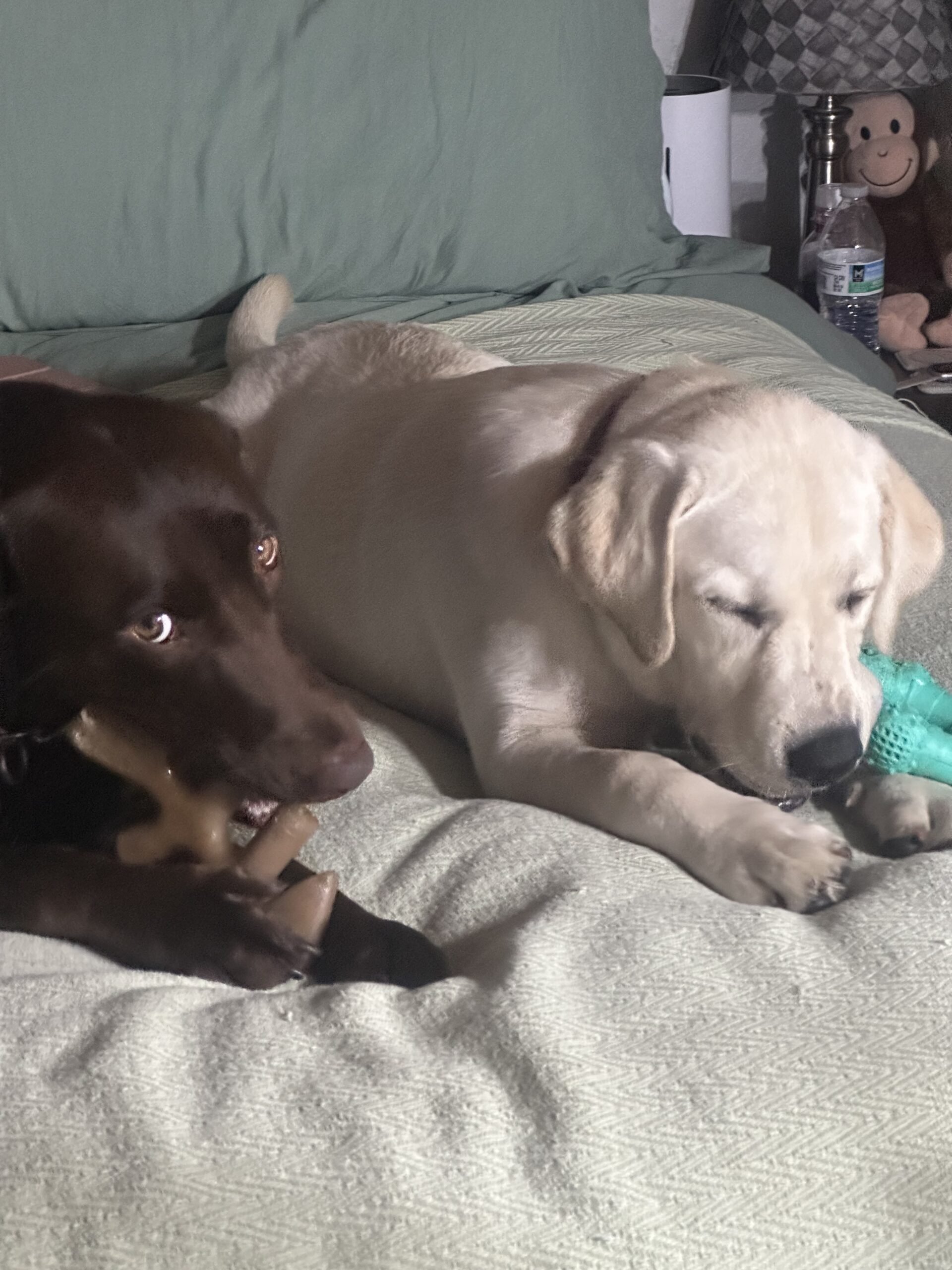 Emmie the white English Labrador with her toy
