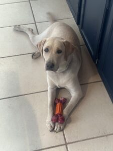 Remy of Borosky Labradors