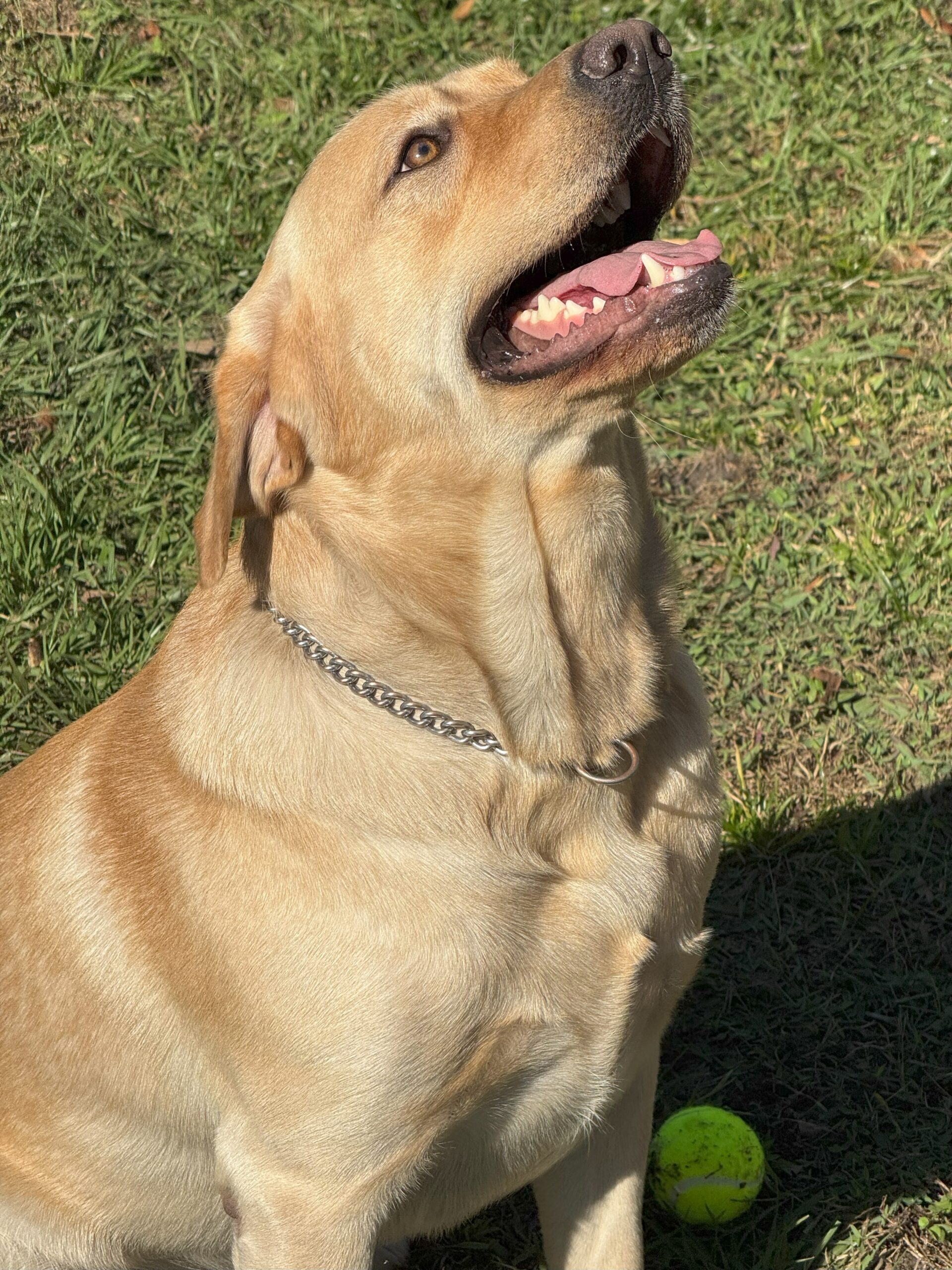 Dunkin the yellow Labrador sitting nicely on command, December 2024