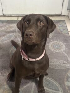 Dr. Paul's Sadie Mae Profile