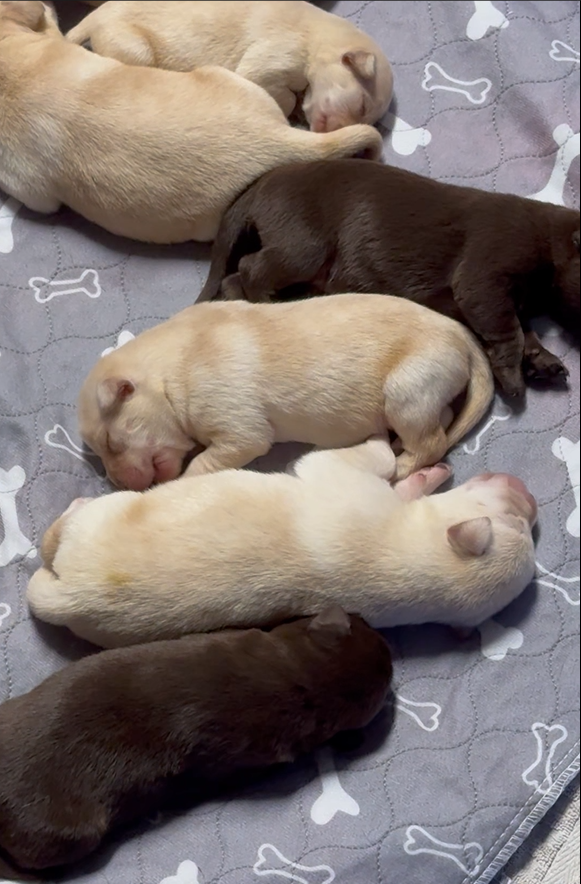 Sadie Mae first litter - All Babies! Sadie Mae first litter - All Babies!