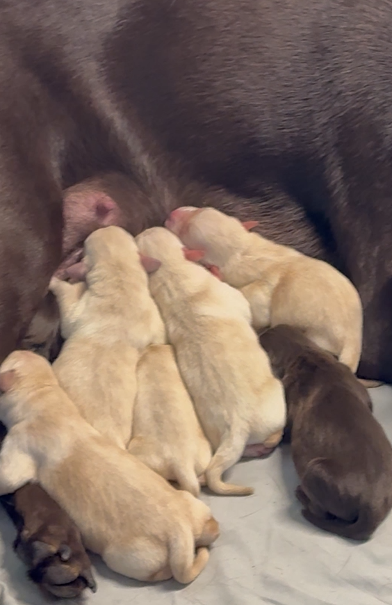 Sadie Mae first litter - Babies feeding Sadie Mae first litter - Babies feeding