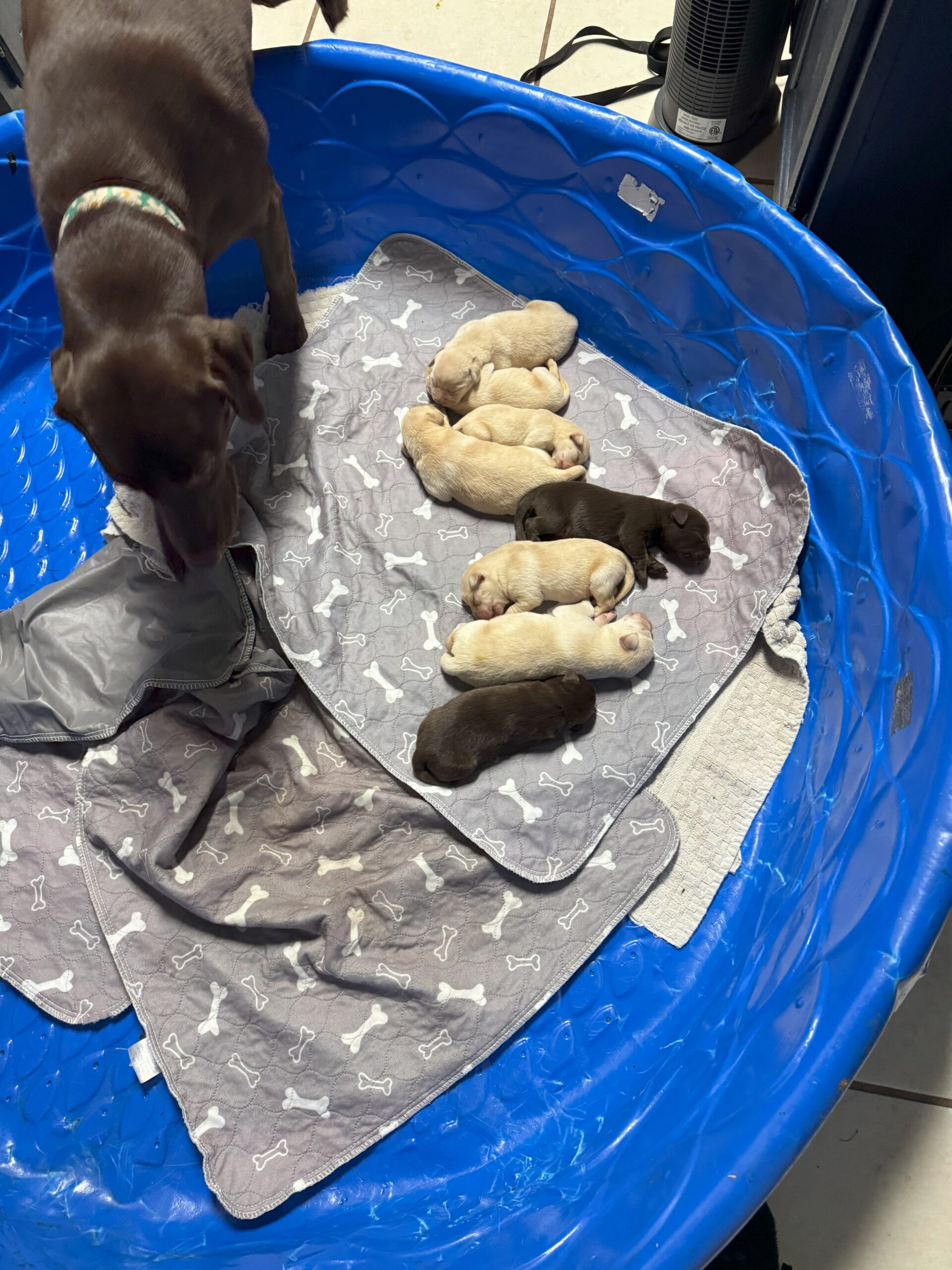 Sadie Mae X Dunkin first litter! Sadie Mae X Dunkin first litter!