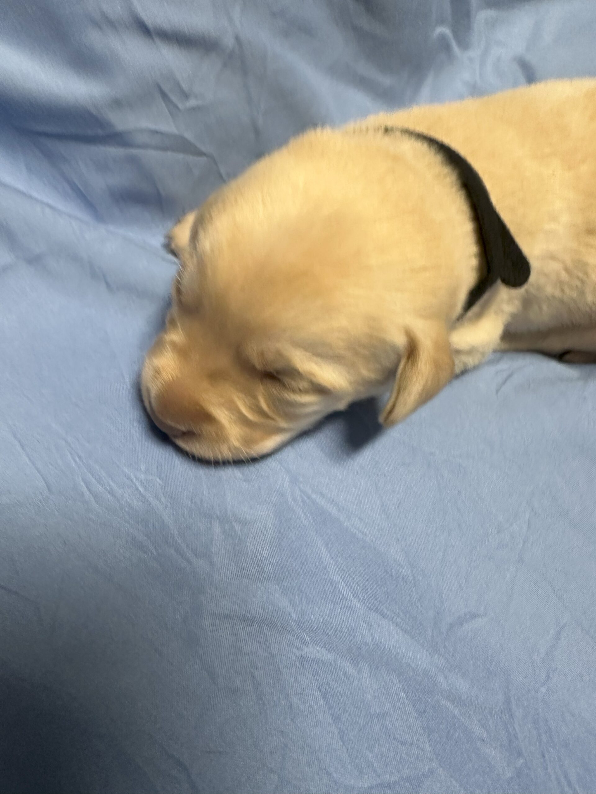 Black Collar Boy 1 - Borosky Labradors Black Collar Boy 1 - Borosky Labradors