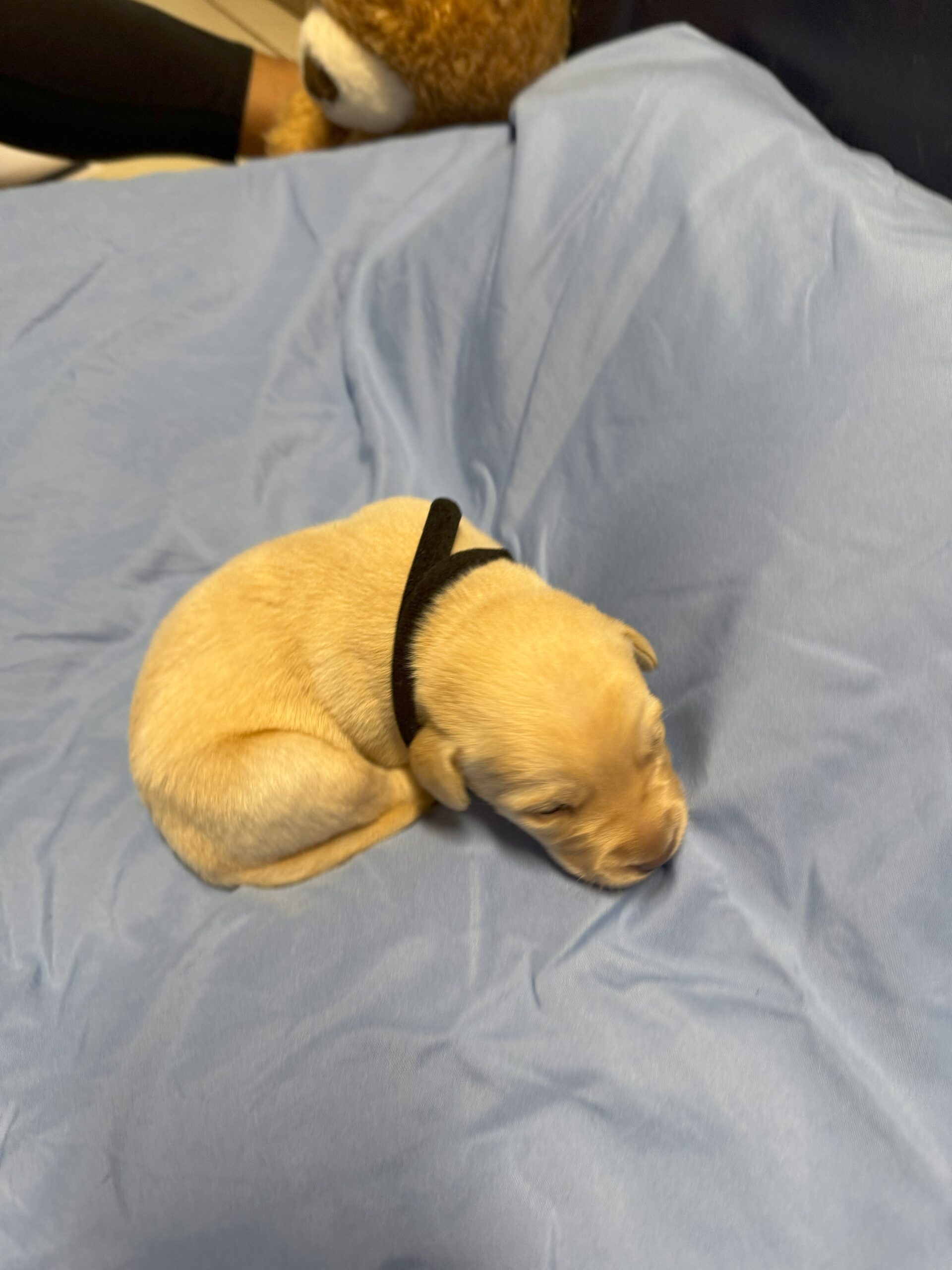 Black Collar Boy 2 - Borosky Labradors Black Collar Boy 2 - Borosky Labradors
