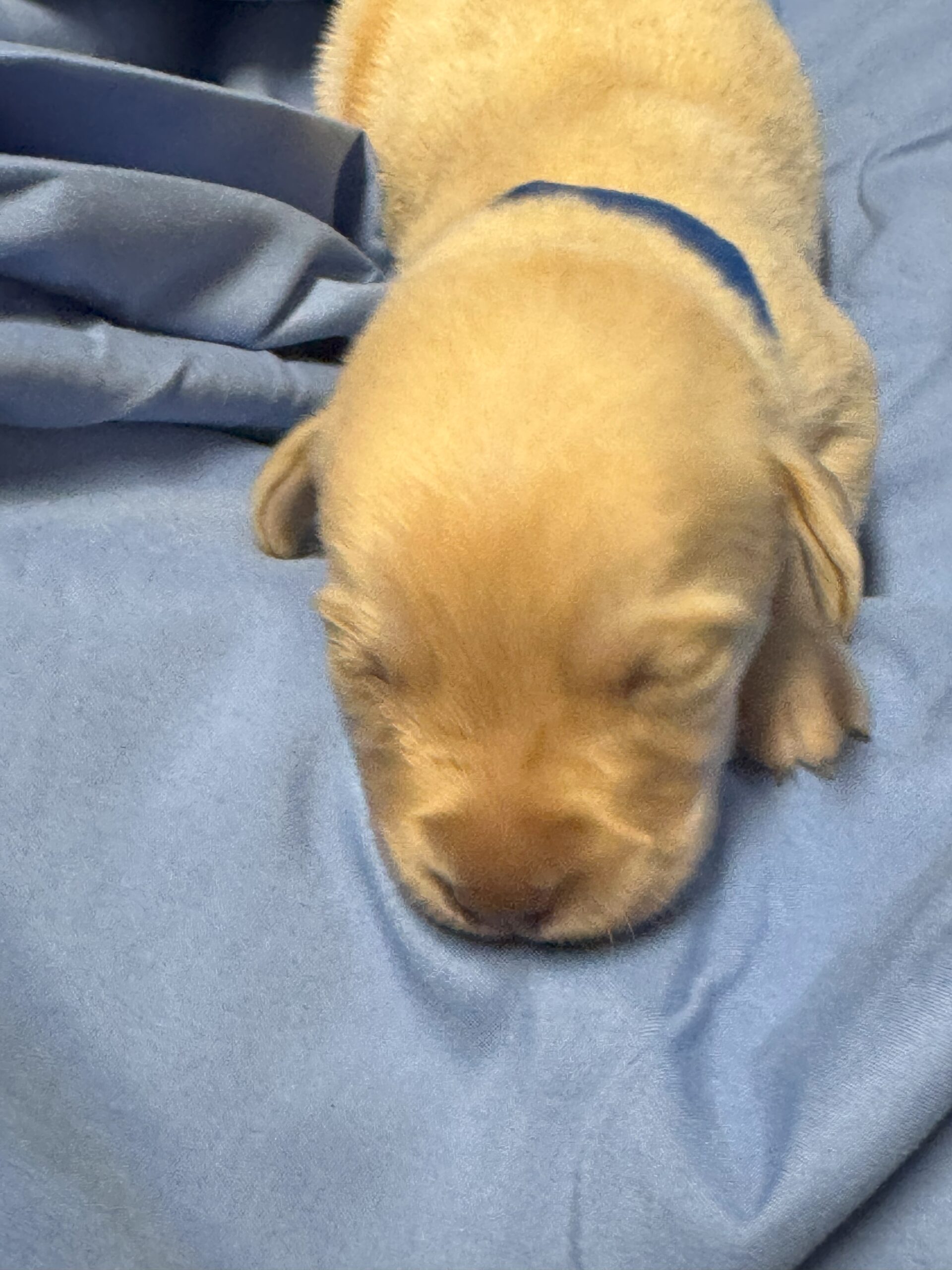 Blue 1 - Yellow Labrador - Borosky Labradors