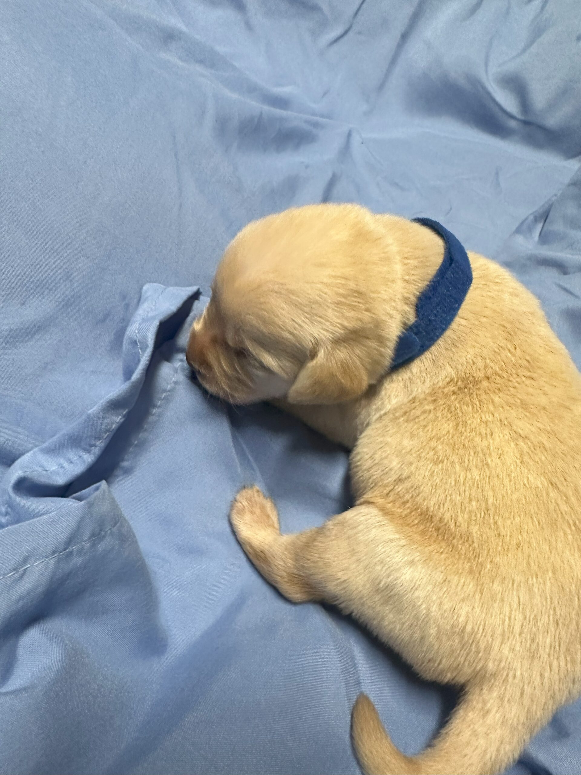 Blue 2 - Yellow Labrador - Borosky Labradors