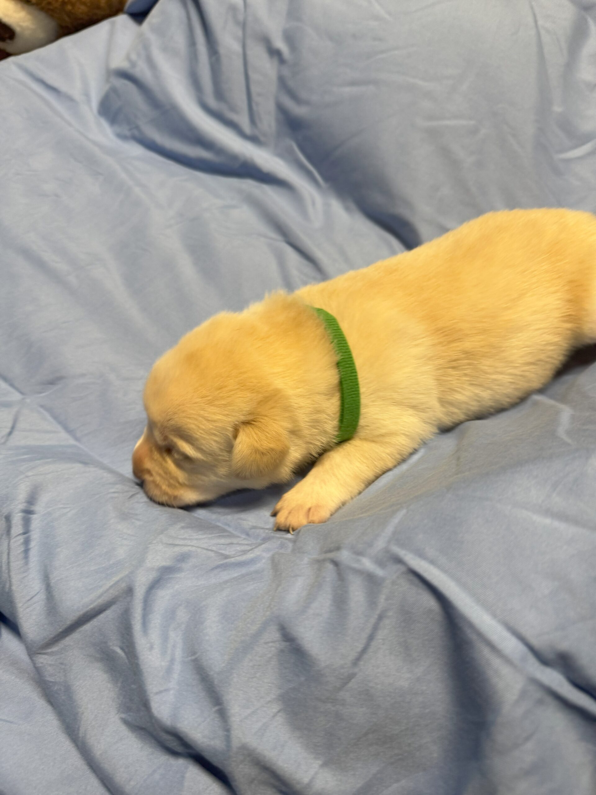 Green Collar Boy 1 Green Collar Boy 1