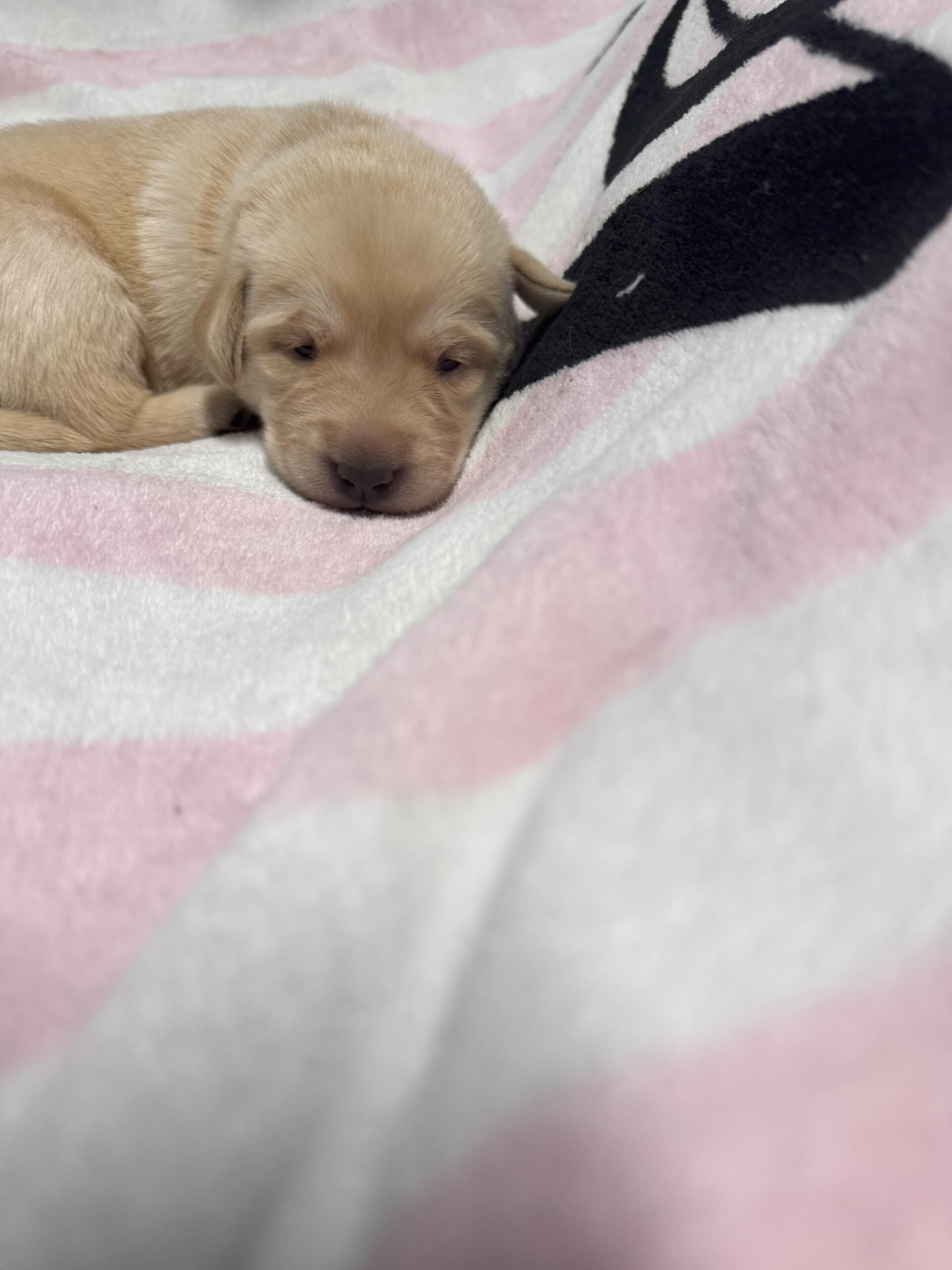 Grey 1 - Yellow Labrador Girl - Borosky Labradors Grey 1 - Yellow Labrador Girl - Borosky Labradors