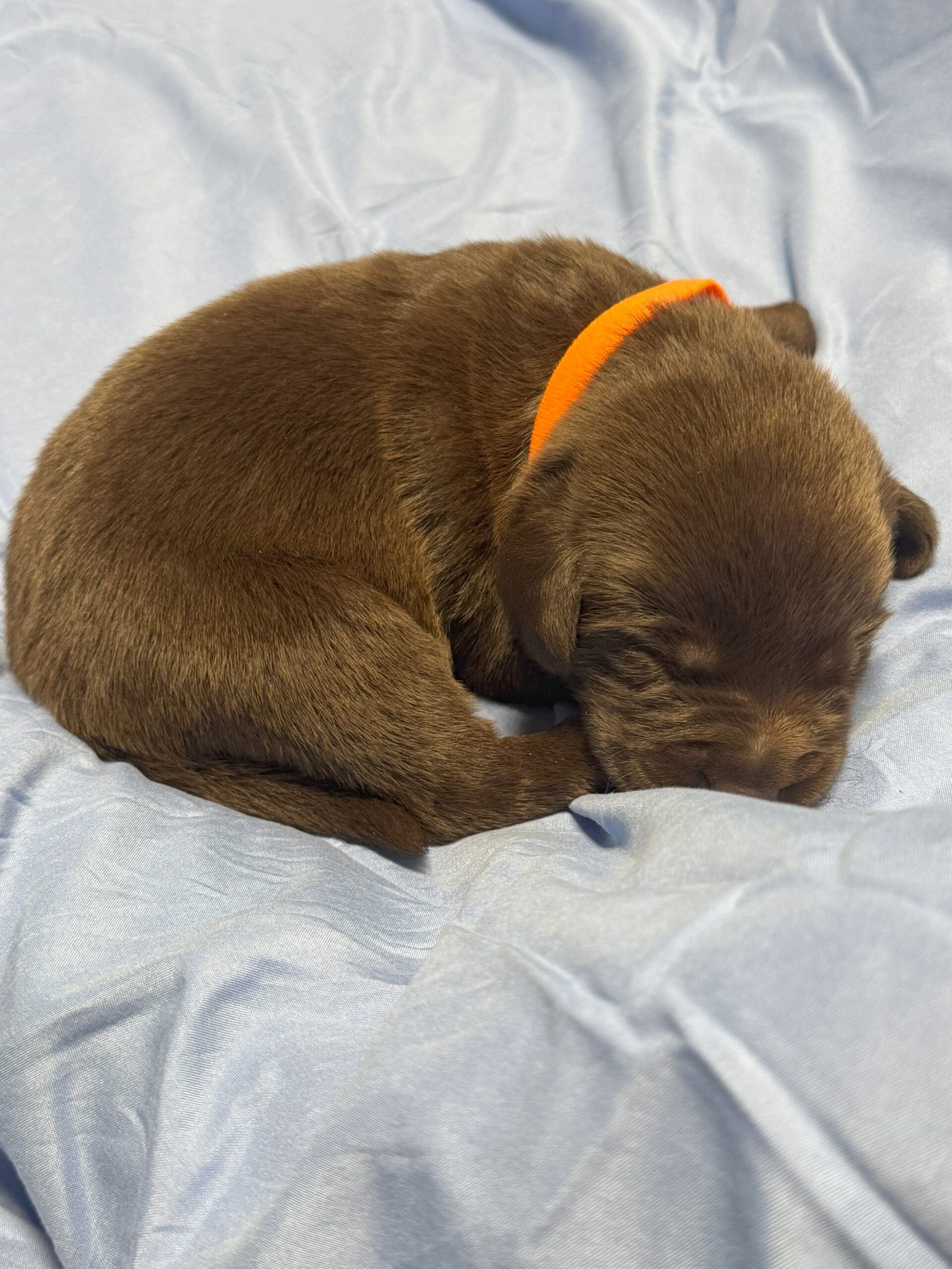 Orange Collar 1 - Chocolate Male - Borosky Labradors Orange Collar 1 - Chocolate Male - Borosky Labradors