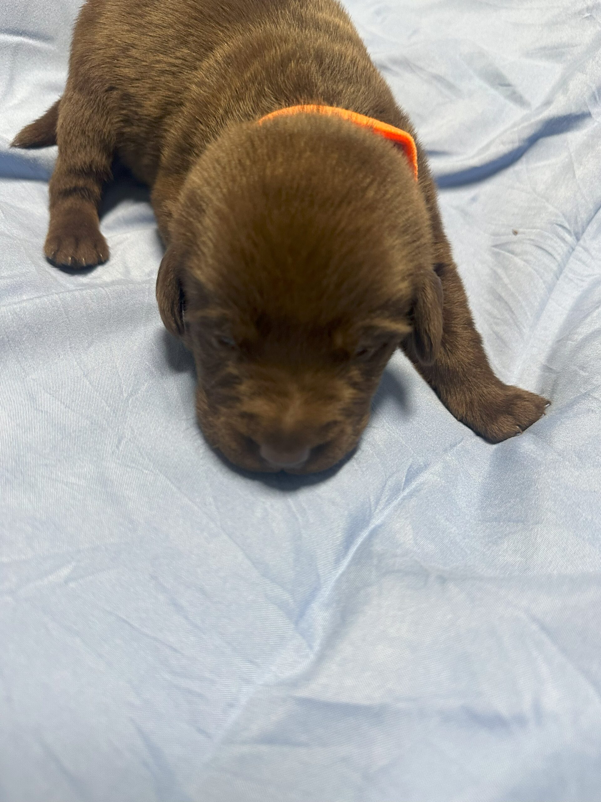 Orange Collar 2 - Chocolate Male - Borosky Labradors Orange Collar 2 - Chocolate Male - Borosky Labradors