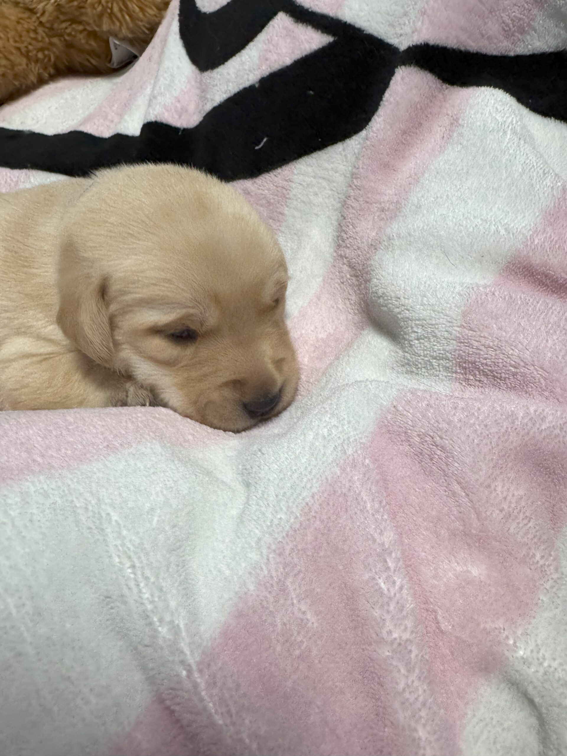 Purple Collar Girl 1 - Yellow Labrador - Borosky Labradors Purple Collar Girl 1 - Yellow Labrador - Borosky Labradors