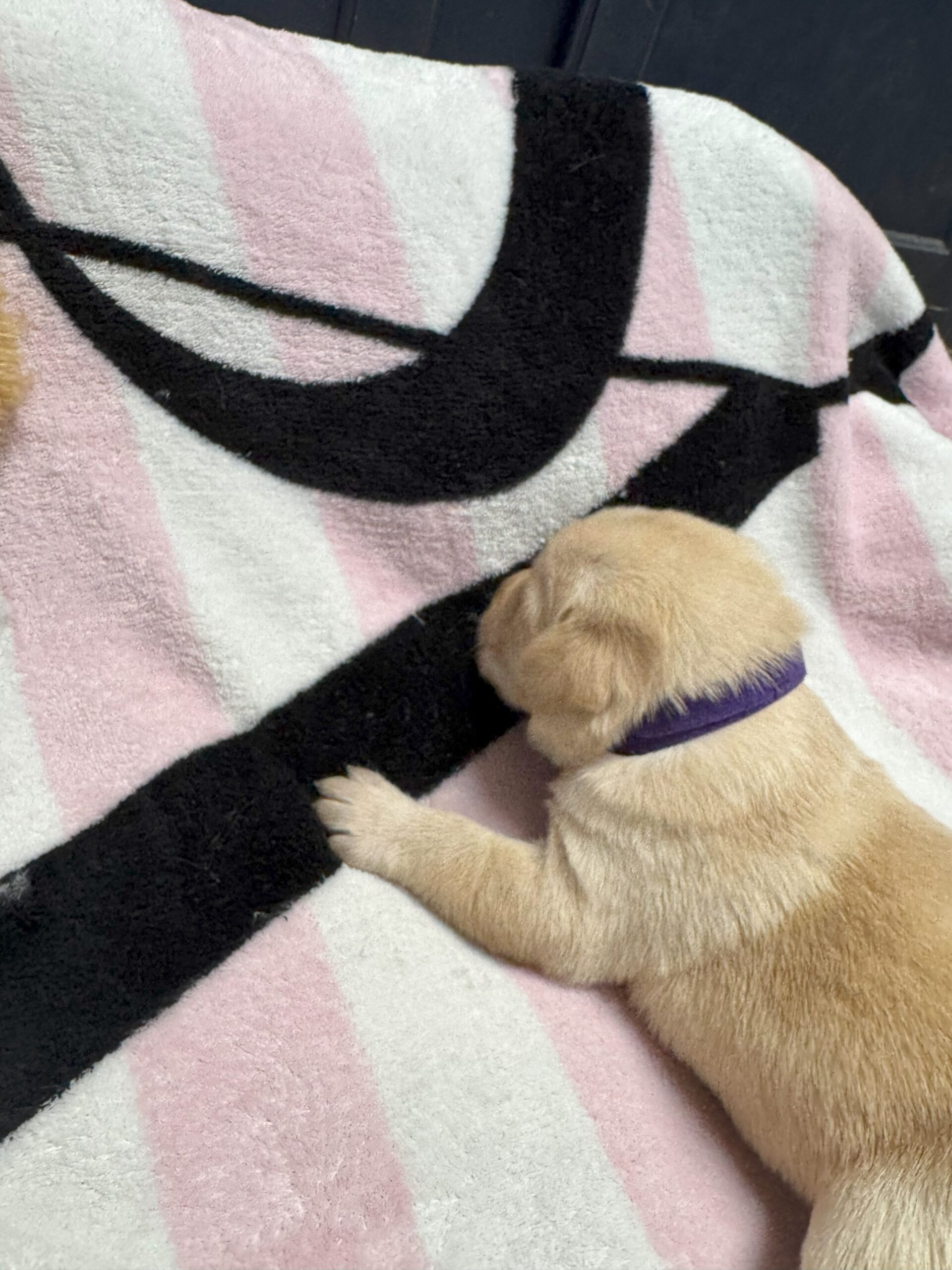 Purple Collar Girl 2 - Yellow Labradors - Borosky Labradors Purple Collar Girl 2 - Yellow Labradors - Borosky Labradors