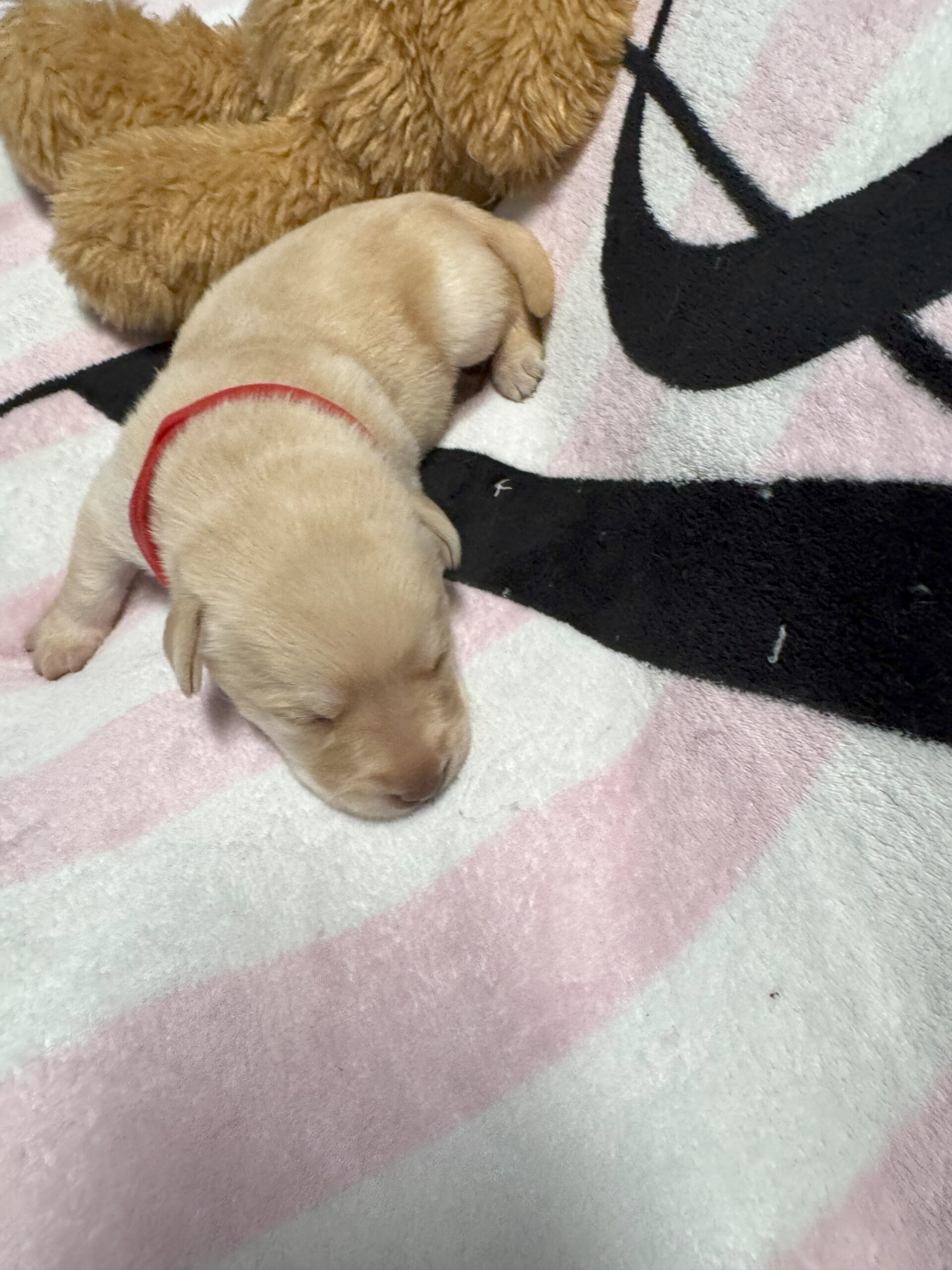 Red Collar Yellow Girl - 1 - Borosky Labradors Red Collar Yellow Girl - 1 - Borosky Labradors