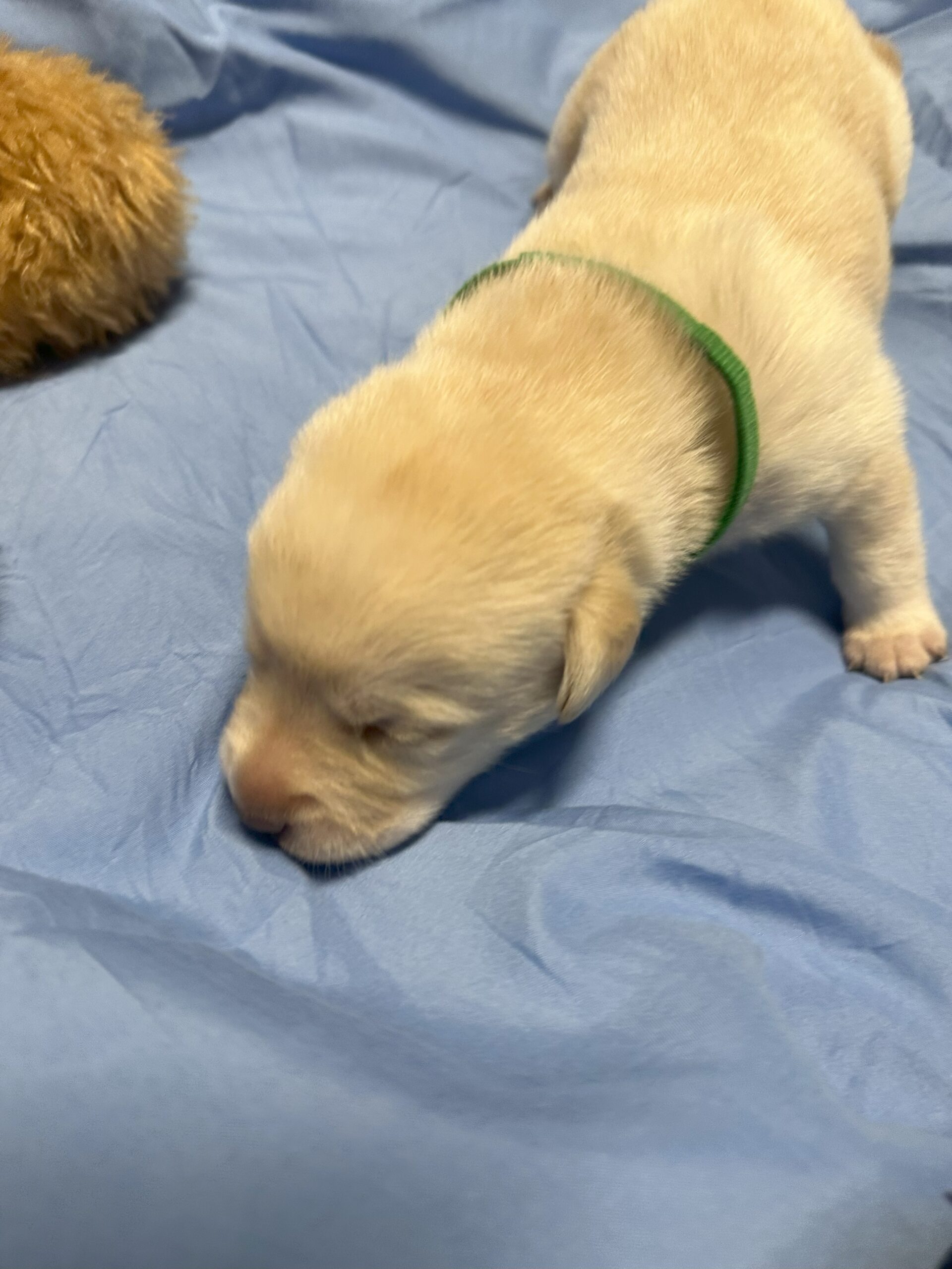 Red Collar Yellow Girl - 2 - Borosky Labradors Red Collar Yellow Girl - 2 - Borosky Labradors