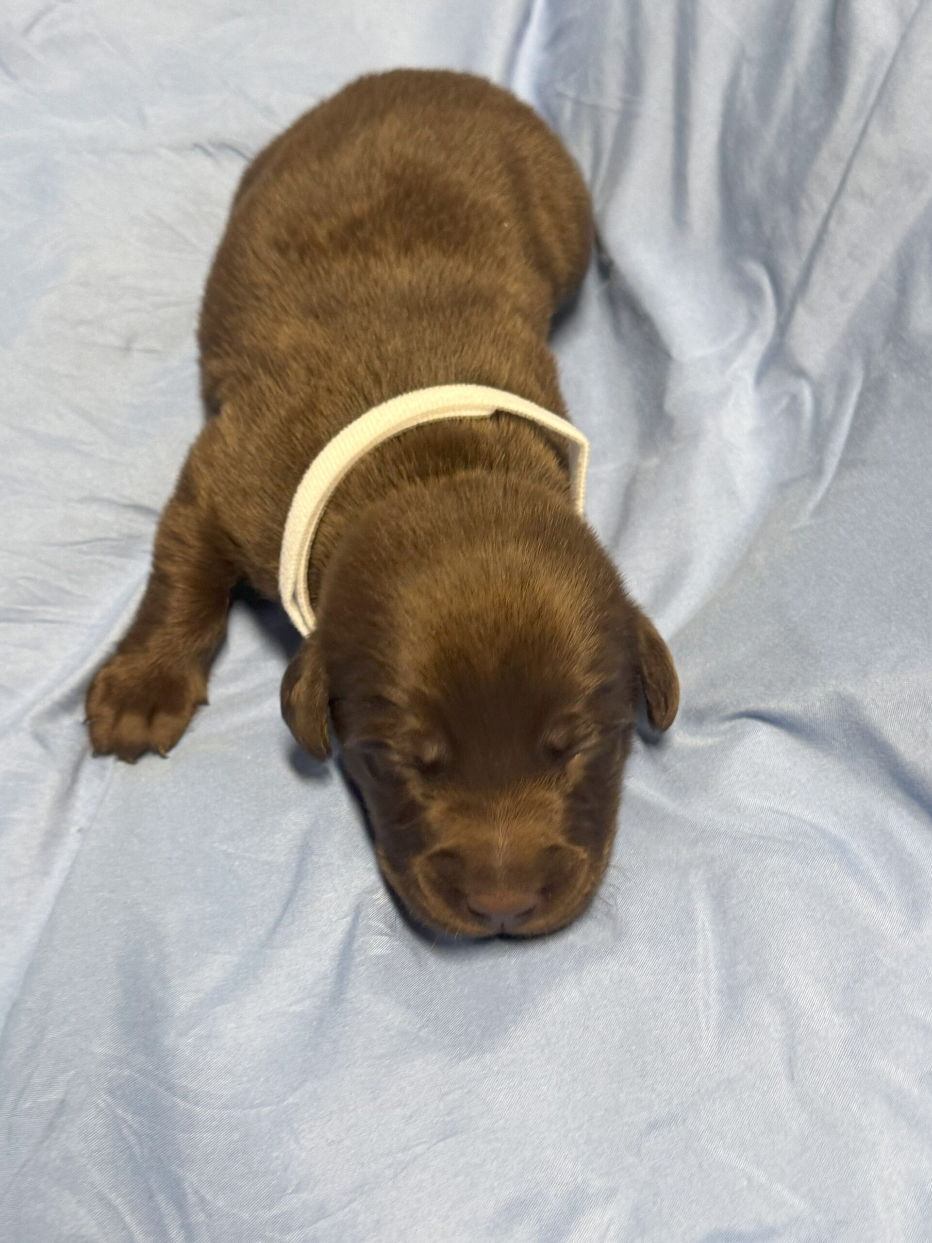 White Collar 1 - Chocolate Male - Borosky Labradors White Collar 1 - Chocolate Male - Borosky Labradors